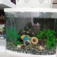 آکواریوم شرکتی