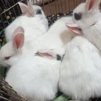 بچه خرگوش|موش و خرگوش|مسجد سلیمان, |دیوار