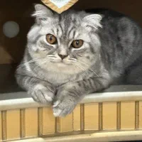 واگذاری گربه بریتیش