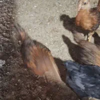 جوجه مرغ محلی ۴۰ روزه|حیوانات مزرعه|جم, |دیوار