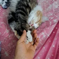 گمشده