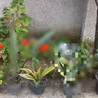 گل سانسوریا ابلغ  کراواتی   وگلد فلیوم وپتوس|گل و گیاه طبیعی|صومعه‌سرا, |دیوار