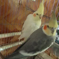 یک جفت عروس هلندی