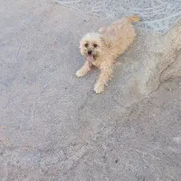 سگ پاکوتاه|سگ|اسفراین, |دیوار