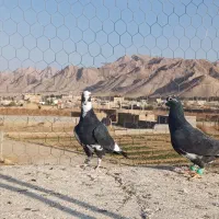 کبوتر کرمانی|پرنده|بیرجند, |دیوار