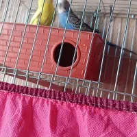 یه جفت مرغ عشق خوش رنگ