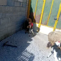 فروش شیشک بره دار