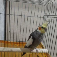 عروس هلندی نر سینامون