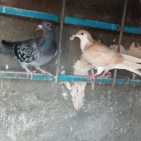 دو تا صید|پرنده|مشهد, کوشش|دیوار