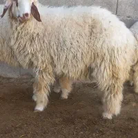بره شیر مس|حیوانات مزرعه|دره شهر, |دیوار