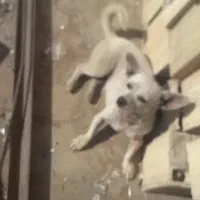 سلام سگ پا کوتا باهوش|سگ|کرمان, |دیوار