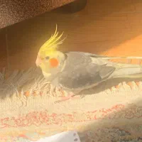 طوطی عروس هلندی گم شده