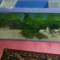 اکواریوم|ماهیگیری|بیرجند, |دیوار