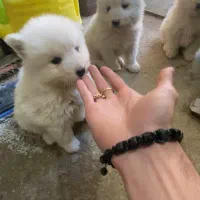 توله سگ ساموئید