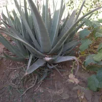 بوته آلوورا