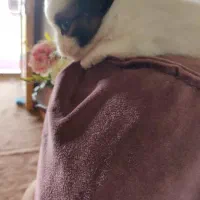 شیتزو کراس درجه یک