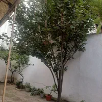 درخت خرمالو|گل و گیاه طبیعی|رشت, پاستوریزه|دیوار