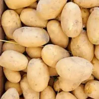 سیب زمینی اردبیل درجه یک