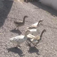 مرغ خروس جوجه گاز اردک