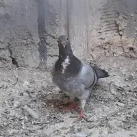 جوجه پلاکی|پرنده|ابریشم, |دیوار