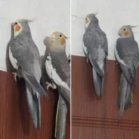 عروس هلندی