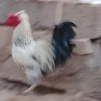 یک‌ عددخروس‌ بزرگ