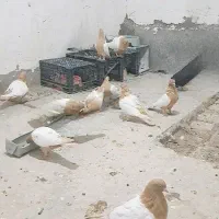 سلام چندتا سینه دم زرد اسطوره رگ و سو|پرنده|زاهدان, |دیوار
