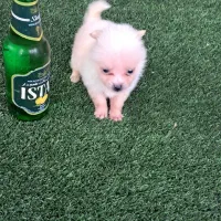 توله سگ تو جیبی یا فنجونی(شی هواهوا)|سگ|قائمشهر, |دیوار