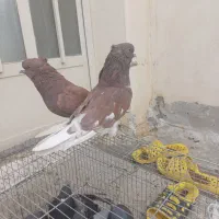 کبوتر سرخ شمرونی