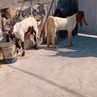 حیوانات به فروش میرسددونه ای ۱۵میلیون|حیوانات مزرعه|گله دار, |دیوار