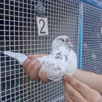 کبوتر شمرون|پرنده|فشم, |دیوار