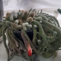 گل های طبیعی
