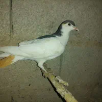 کبوتر نر|پرنده|کلاله, |دیوار