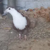 نر ریش سرخ خوش رنگ