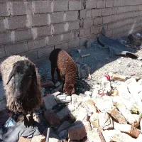 میش وبره جوان