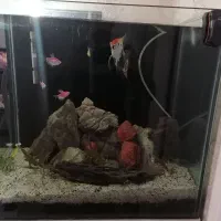 آکواریوم ده میل