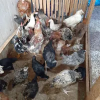 جوجه .غاز.لاری|حیوانات مزرعه|محمدشهر, |دیوار