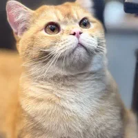 نر بریتیش برای جفتگیری