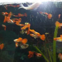 ماهی|ماهی|مشهد, ثامن|دیوار