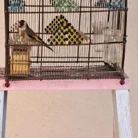 فروش سهره سر سیاه