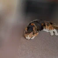 گمشده ۲۰ میلیون مژدگانی بخوانید|حیوانات|بروجرد, |دیوار