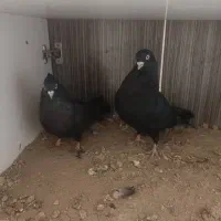 ذاغ آبادانی اصل چش و نوک سفید