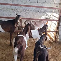 فروش بزآبستن|حیوانات مزرعه|طسوج, |دیوار