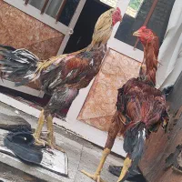خروس لاری