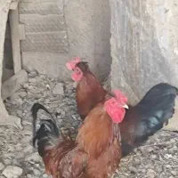 خروس لاری گلین محلی جوان