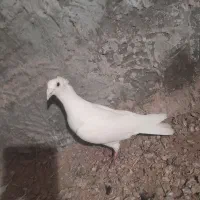 گمشده|پرنده|چهاردولی, |دیوار