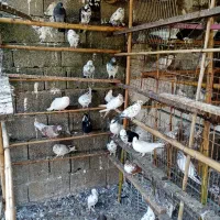 کبوتر کبوتر