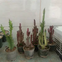 خانه گل و گیاه آپارتمانی آنلاین زرند|گل و گیاه طبیعی|زرند, |دیوار