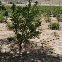 زمین کشاورزی و با مجوز دام پروری و مرغ داری|فروش دفتر صنعتی، کشاورزی، تجاری|خوانسار, |دیوار