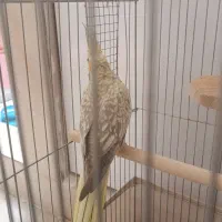 عروس هلندی ماده